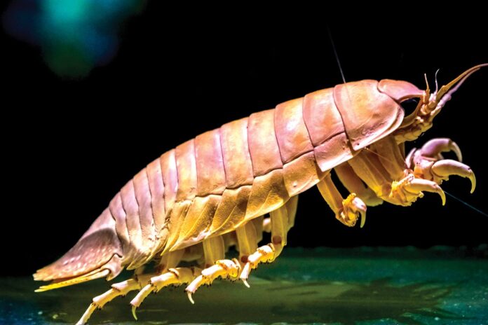 Crustáceos Isópodes gigantes passam mais de 5 anos sem comer e revelam gene bacteriano que reduz o metabolismo Crustáceos Isópodes gigantes passam mais de 5 anos sem comer e revelam gene bacteriano que reduz o metabolismo