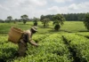 Gran Chaco perde 8 milhões de hectares em 30 anos, mas agricultores recuperam o solo sem derrubar a floresta Gran Chaco perde 8 milhões de hectares em 30 anos, mas agricultores recuperam o solo sem derrubar a floresta
