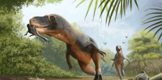 Pena fossilizada em cocô de dinossauro preserva pista sobre as aves que sobreviveram à extinção Pena fossilizada em cocô de dinossauro preserva pista sobre as aves que sobreviveram à extinção