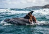 Polvo pega carona nas costas de golfinho e coincide com maior explosão da espécie em 75 anos Polvo pega carona nas costas de golfinho e coincide com maior explosão da espécie em 75 anos
