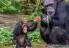Chimpanzés jovens criam sotaques próprios em duas comunidades e tornam suas vozes mais distintas com a idade Chimpanzés jovens criam sotaques próprios em duas comunidades e tornam suas vozes mais distintas com a idade