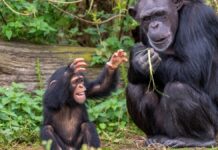 Chimpanzés jovens criam sotaques próprios em duas comunidades e tornam suas vozes mais distintas com a idade Chimpanzés jovens criam sotaques próprios em duas comunidades e tornam suas vozes mais distintas com a idade