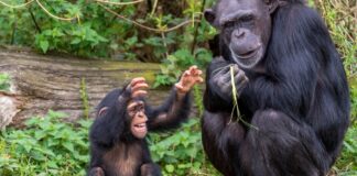 Chimpanzés jovens criam sotaques próprios em duas comunidades e tornam suas vozes mais distintas com a idade Chimpanzés jovens criam sotaques próprios em duas comunidades e tornam suas vozes mais distintas com a idade