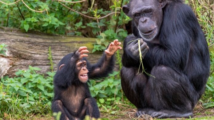 Chimpanzés jovens criam sotaques próprios em duas comunidades e tornam suas vozes mais distintas com a idade Chimpanzés jovens criam sotaques próprios em duas comunidades e tornam suas vozes mais distintas com a idade