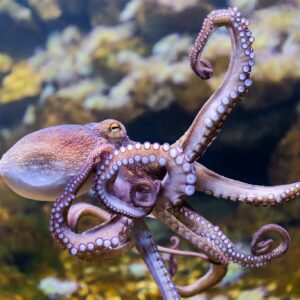 Polvos dormem em dois estados e podem ter sonhos de segundos, revela estudo feito no Rio Grande do Norte Polvos dormem em dois estados e podem ter sonhos de segundos, revela estudo feito no litoral do Brasil