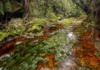 Expedição sobe a 1.500 metros no Amazonas, encontra 10 anfíbios possivelmente novos e separa dois mundos Expedição sobe a 1.500 metros no Amazonas, encontra 10 anfíbios possivelmente novos e separa dois mundos