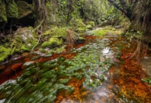 Expedição sobe a 1.500 metros no Amazonas, encontra 10 anfíbios possivelmente novos e separa dois mundos Expedição sobe a 1.500 metros no Amazonas, encontra 10 anfíbios possivelmente novos e separa dois mundos
