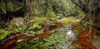 Expedição sobe a 1.500 metros no Amazonas, encontra 10 anfíbios possivelmente novos e separa dois mundos Expedição sobe a 1.500 metros no Amazonas, encontra 10 anfíbios possivelmente novos e separa dois mundos