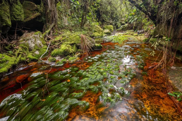 Expedição sobe a 1.500 metros no Amazonas, encontra 10 anfíbios possivelmente novos e separa dois mundos Expedição sobe a 1.500 metros no Amazonas, encontra 10 anfíbios possivelmente novos e separa dois mundos