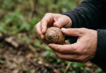 Caracol registra chuvas de ciclones em concha de 4,5 anos e pode reconstituir tempestades antigas Caracol registra chuvas de ciclones em concha de 4,5 anos e pode reconstituir tempestades antigas