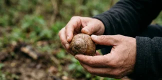 Caracol registra chuvas de ciclones em concha de 4,5 anos e pode reconstituir tempestades antigas Caracol registra chuvas de ciclones em concha de 4,5 anos e pode reconstituir tempestades antigas