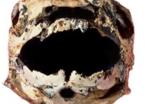 Peixes blindados de 385 milhões de anos usavam mandíbulas opostas para esmagar ou perfurar presas Peixes blindados de 385 milhões de anos usavam mandíbulas opostas para esmagar ou perfurar presas
