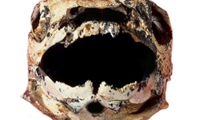 Peixes blindados de 385 milhões de anos usavam mandíbulas opostas para esmagar ou perfurar presas Peixes blindados de 385 milhões de anos usavam mandíbulas opostas para esmagar ou perfurar presas