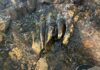 Rocha achada em riacho da Califórnia revela molar de mastodonte com pelo menos 10 mil anos Rocha achada em riacho da Califórnia revela molar de mastodonte com pelo menos 10 mil anos