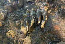 Rocha achada em riacho da Califórnia revela molar de mastodonte com pelo menos 10 mil anos Rocha achada em riacho da Califórnia revela molar de mastodonte com pelo menos 10 mil anos