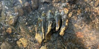 Rocha achada em riacho da Califórnia revela molar de mastodonte com pelo menos 10 mil anos Rocha achada em riacho da Califórnia revela molar de mastodonte com pelo menos 10 mil anos