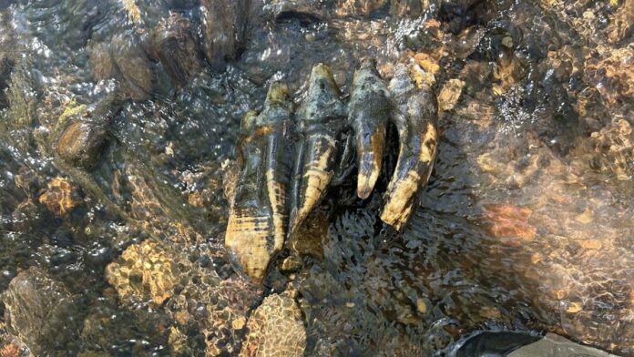 Rocha achada em riacho da Califórnia revela molar de mastodonte com pelo menos 10 mil anos