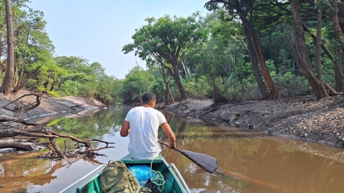 Em mais de 700 mil km², calor extremo acelera a seca, reduz o nível dos rios, favorece incêndios e pode afetar o açaí