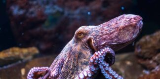Polvo muda de cor enquanto dorme, revive padrões de caça e abre uma janela para sonhos no fundo do mar Polvo muda de cor enquanto dorme, revive padrões de caça e abre uma janela para sonhos no fundo do mar