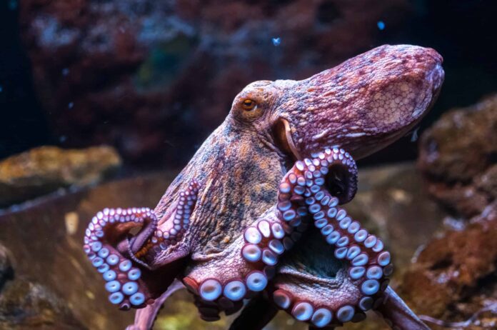 Polvo muda de cor enquanto dorme, revive padrões de caça e abre uma janela para sonhos no fundo do mar