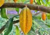 Chuva intensa derruba cacau na África, afeta preços do chocolate e pode ser prevista meses antes Chuva intensa derruba cacau na África, afeta preços do chocolate e pode ser prevista meses antes