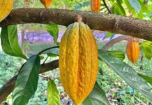 Chuva intensa derruba cacau na África, afeta preços do chocolate e pode ser prevista meses antes Chuva intensa derruba cacau na África, afeta preços do chocolate e pode ser prevista meses antes