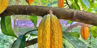 Chuva intensa derruba cacau na África, afeta preços do chocolate e pode ser prevista meses antes Chuva intensa derruba cacau na África, afeta preços do chocolate e pode ser prevista meses antes