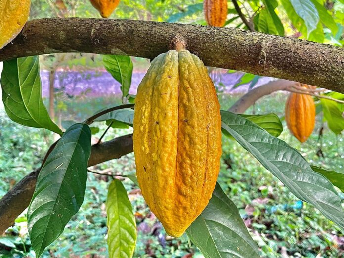 Chuva intensa derruba cacau na África, afeta preços do chocolate e pode ser prevista meses antes Chuva intensa derruba cacau na África, afeta preços do chocolate e pode ser prevista meses antes