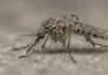 Mosquitos deixam rastro genético em novo teste e revelam vírus conhecido e outros ainda sem nome Mosquitos deixam rastro genético em novo teste e revelam vírus conhecido e outros ainda sem nome