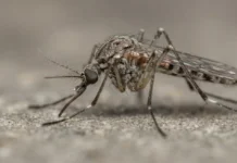 Mosquitos deixam rastro genético em novo teste e revelam vírus conhecido e outros ainda sem nome Mosquitos deixam rastro genético em novo teste e revelam vírus conhecido e outros ainda sem nome
