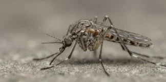 Mosquitos deixam rastro genético em novo teste e revelam vírus conhecido e outros ainda sem nome Mosquitos deixam rastro genético em novo teste e revelam vírus conhecido e outros ainda sem nome