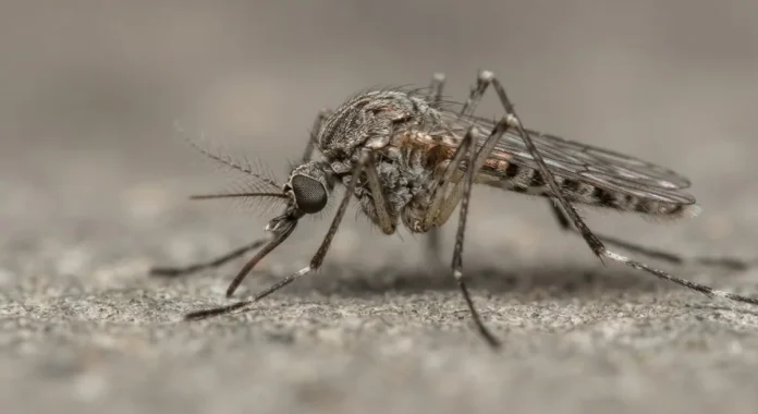 Mosquitos deixam rastro genético em novo teste e revelam vírus conhecido e outros ainda sem nome Mosquitos deixam rastro genético em novo teste e revelam vírus conhecido e outros ainda sem nome