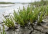 Genoma da salicornia revela como a planta pode ajudar a produzir alimentos em terrenos salgados Genoma da salicornia revela como a planta pode ajudar a produzir alimentos em terrenos salgados