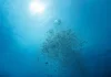 O oxigênio desaparece de oceanos, rios e lagos, conecta cinco crises ambientais e pode mudar a vida aquática O oxigênio desaparece de oceanos, rios e lagos, conecta cinco crises ambientais e pode mudar a vida aquática