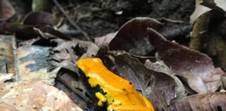 Rãs venenosas transformam insetos em defesa e revelam quatro etapas de uma evolução química Rãs venenosas transformam insetos em defesa e revelam quatro etapas de uma evolução química