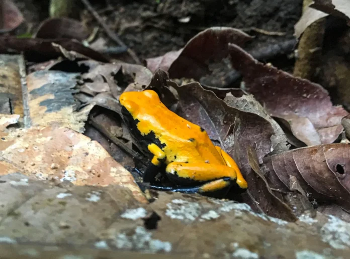 Rãs venenosas transformam insetos em defesa e revelam quatro etapas de uma evolução química Rãs venenosas transformam insetos em defesa e revelam quatro etapas de uma evolução química