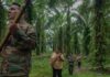 Colômbia e Brasil concentram perdas de defensores ambientais e expõem risco em áreas de floresta Colômbia e Brasil concentram perdas de defensores ambientais e expõem risco em áreas de floresta