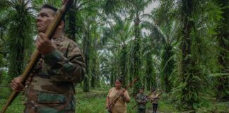 Colômbia e Brasil concentram perdas de defensores ambientais e expõem risco em áreas de floresta Colômbia e Brasil concentram perdas de defensores ambientais e expõem risco em áreas de floresta