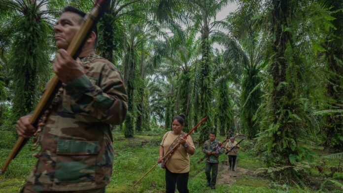 Colômbia e Brasil concentram perdas de defensores ambientais e expõem risco em áreas de floresta Colômbia e Brasil concentram perdas de defensores ambientais e expõem risco em áreas de floresta