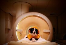 Cães passam por exames de 10 minutos e distinguem medo, tristeza e raiva em rostos humanos Cães passam por exames de 10 minutos e distinguem medo, tristeza e raiva em rostos humanos