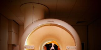 Cães passam por exames de 10 minutos e distinguem medo, tristeza e raiva em rostos humanos Cães passam por exames de 10 minutos e distinguem medo, tristeza e raiva em rostos humanos