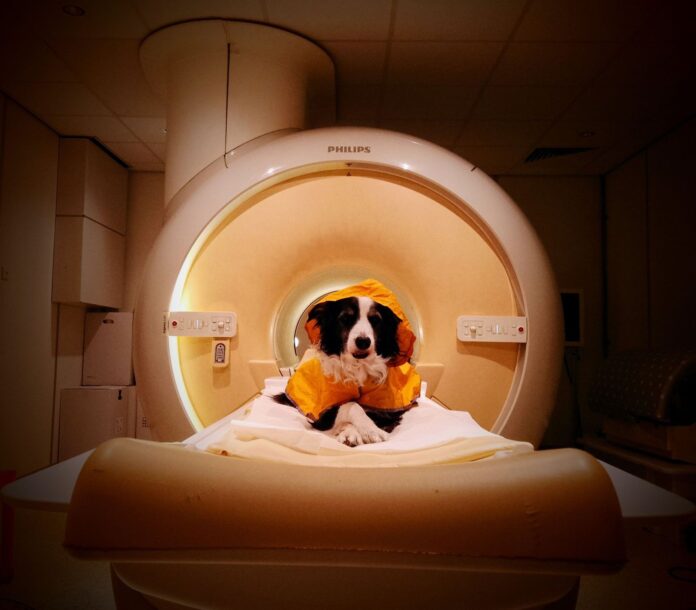 Cães passam por exames de 10 minutos e distinguem medo, tristeza e raiva em rostos humanos Cães passam por exames de 10 minutos e distinguem medo, tristeza e raiva em rostos humanos