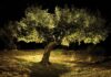 Árvore antiga ajuda cientistas a reconstruir a origem das maçãs e proteger o futuro da fruta Árvore antiga ajuda cientistas a reconstruir a origem das maçãs e proteger o futuro da fruta