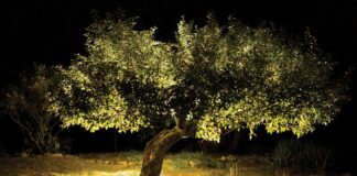 Árvore antiga ajuda cientistas a reconstruir a origem das maçãs e proteger o futuro da fruta Árvore antiga ajuda cientistas a reconstruir a origem das maçãs e proteger o futuro da fruta