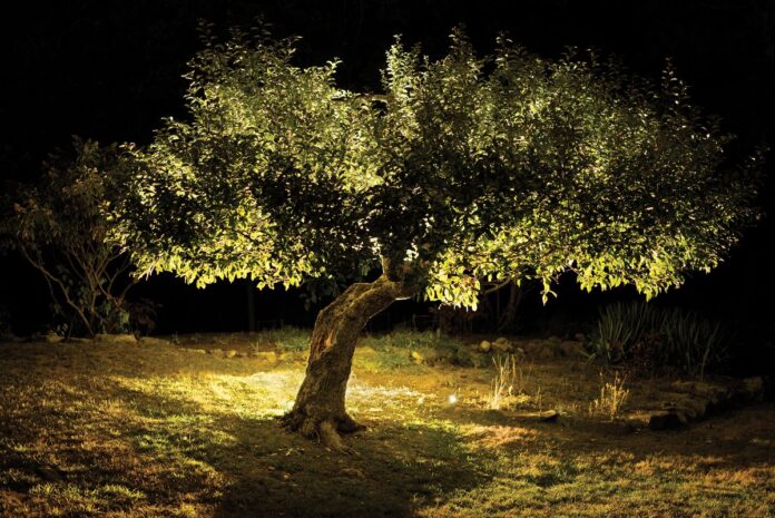 Árvore antiga ajuda cientistas a reconstruir a origem das maçãs e proteger o futuro da fruta Árvore antiga ajuda cientistas a reconstruir a origem das maçãs e proteger o futuro da fruta