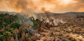 Florestas em colapso podem elevar o aquecimento em 30% e acrescentar até 0,4°C ao fim do século Florestas em colapso podem elevar o aquecimento em 30% e acrescentar até 0,4°C ao fim do século