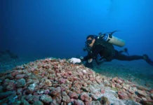 Rodolitos ocupam 20 mil km² no Brasil e escondem até 1% da vida marinha global em pedras vivas Rodolitos ocupam 20 mil km² no Brasil e escondem até 1% da vida marinha global em pedras vivas
