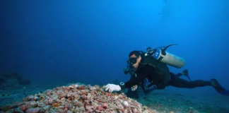 Rodolitos ocupam 20 mil km² no Brasil e escondem até 1% da vida marinha global em pedras vivas Rodolitos ocupam 20 mil km² no Brasil e escondem até 1% da vida marinha global em pedras vivas