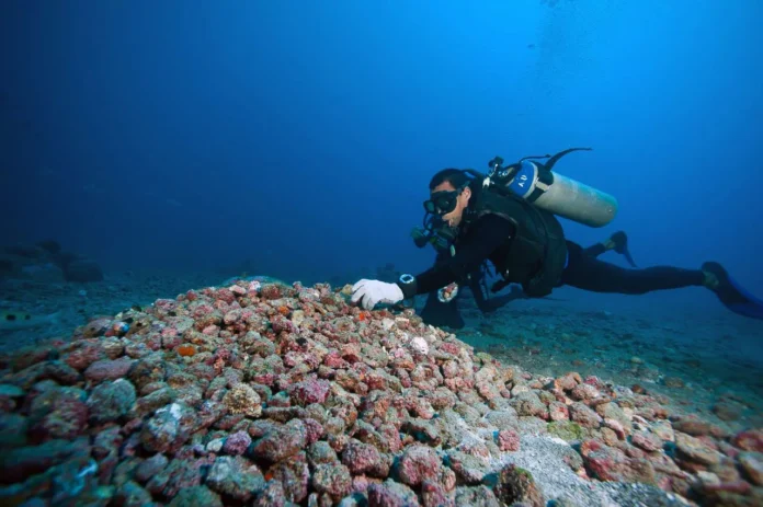 Rodolitos ocupam 20 mil km² no Brasil e escondem até 1% da vida marinha global em pedras vivas Rodolitos ocupam 20 mil km² no Brasil e escondem até 1% da vida marinha global em pedras vivas