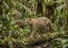 Cientista brasileiro lidera descrição do tilcayo, primeiro felino novo em um século, após DNA revelar espécie entre Andes e Amazônia Cientista brasileiro lidera descrição do tilcayo, primeiro felino novo em um século, após DNA revelar espécie entre Andes e Amazônia